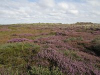 NL, Friesland, Terschelling, De Grie 8, Saxifraga-Dirk Hilbers