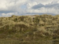 NL, Friesland, Terschelling, Griltjeplak 14, Saxifraga-Marijke Verhagen