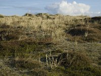 NL, Friesland, Terschelling, Griltjeplak 17, Saxifraga-Marijke Verhagen