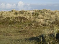 NL, Friesland, Terschelling, Griltjeplak 20, Saxifraga-Marijke Verhagen