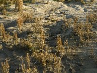 NL, Friesland, Terschelling, Groede 13, Saxifraga-Jan van der Straaten