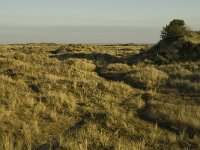 NL, Friesland, Terschelling, Groede 21, Saxifraga-Jan van der Straaten