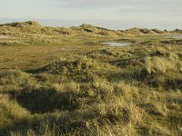 NL, Friesland, Terschelling, Groede 3, Saxifraga-Jan van der Straaten