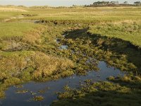 NL, Friesland, Terschelling, Groede 9, Saxifraga-Jan van der Straaten