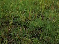 NL, Friesland, Terschelling, Groene strand 15, Saxifraga-Hans Boll