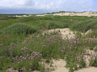 NL, Friesland, Terschelling, Hoorn 12, Saxifraga-Hans Boll