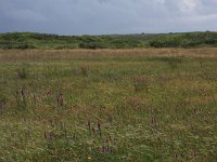 NL, Friesland, Terschelling, Hoorn 17, Saxifraga-Hans Boll