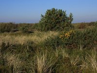 NL, Friesland, Terschelling, Kroonpolders 1, Saxifraga-Hans Boll