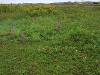 NL, Friesland, Terschelling, Midsland 1, Saxifraga-Hans Boll