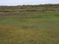 NL, Friesland, Terschelling, Midsland 10, Saxifraga-Hans Boll