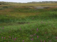 NL, Friesland, Terschelling, Midsland 12, Saxifraga-Hans Boll