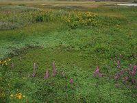 NL, Friesland, Terschelling, Midsland 15, Saxifraga-Hans Boll