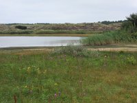 NL, Friesland, Terschelling, Midsland 9, Saxifraga-Hans Boll