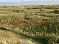 NL, Friesland, Terschelling, Noordsvaarder 14, Saxifraga-Hans Boll