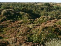 NL, Friesland, Terschelling, Noordsvaarder 3, Saxifraga-Hans Boll