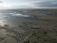 NL, Friesland, Terschelling, Noordsvaarder 30, Saxifraga-Marijke Verhagen