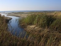 NL, Friesland, Terschelling, Noordvaarder 35, Saxifraga-Hans Boll