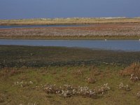 NL, Friesland, Terschelling, Noordvaarder 40, Saxifraga-Hans Boll