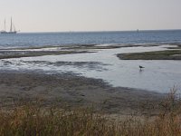 NL, Friesland, Terschelling, Noordvaarder 42, Saxifraga-Hans Boll