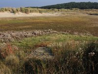 NL, Friesland, Terschelling, Noordvaarder 48, Saxifraga-Hans Boll