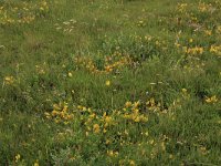 NL, Friesland, Terschelling, Oosterend 3, Saxifraga-Hans Boll