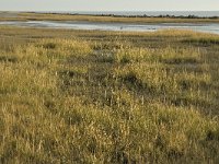 NL, Friesland, Terschelling, Wierschuur 12, Saxifraga-Marijke Verhagen