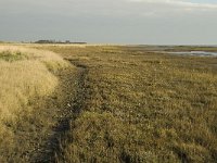 NL, Friesland, Terschelling, Wierschuur 14, Saxifraga-Marijke Verhagen