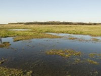 NL, Friesland, Terschelling, Wierschuur 9, Saxifraga-Marijke Verhagen