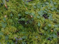 NL, Friesland, Terschelling, central valleys 1, Saxifraga-Hans Boll