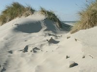 NL, Friesland, Terschelling, paal 16-20 10, Saxifraga-Hans Boll