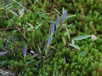 NL, Friesland, Weststellingwerf, Noordwolder Meente 3, Saxifraga-Hans Boll