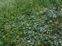 NL, Friesland, Weststellingwerf, Noordwolder Meente 4, Saxifraga-Hans Boll