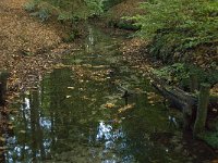 NL, Gelderland, Arnhem, Beekhuizerbeek 3, Saxifraga-Jan van der Straaten