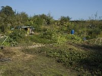 NL, Gelderland, Arnhem, Klarenbeek 1, Saxifraga-Jan van der Straaten