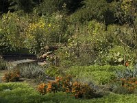 NL, Gelderland, Arnhem, Klarenbeek 3, Saxifraga-Jan van der Straaten