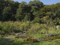 NL, Gelderland, Arnhem, Klarenbeek 4, Saxifraga-Jan van der Straaten