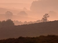 Trees during sunrise  Trees during sunrise in silhoutted hilly landscape : Netherlands, Posbank, SHADOW, Veluwe, arnhem, biotoop, bomen, boom, bos, buiten, color, creative nature, ecologische, ehs, environment, environmental, feeling, fog, foggy, forest, gelderland, gevoel, habitat, haze, hazy sunlight, heuvel, heuvelig, heuvels, hill, hills, hilly, holland, hoofdstructuur, kleur, landscape, landschap, licht, lighting, mist, mistig, misty, morning, mysterieus, mysterious, mystic, mystical, mystiek, mystieke, nationaal park, national park, natura 2000, natural, nature, nature conservation, nature management, natuur, natuurbeheer, natuurbeleid, natuurbescherming, natuurlijk, natuurlijke, natuurwet, nederland, nevel, nevelig, ochtend, omgeving, orange, oranje, outdoor, pink, roze, rudmer zwerver, scenery, schaduw, sereen, serene, silhouette, sunbeam, sunrise, tree, trees, waas, wazig, zonlicht, zonnestraal, zonsopkomst