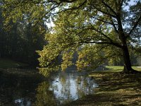 NL, Gelderland, Arnhem, Sonsbeek 13, Saxifraga-Jan van der Straaten