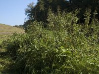 NL, Gelderland, Arnhem, Zijpendaal 1,  Saxifraga-Jan van der Straaten