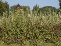 NL, Gelderland, Arnhem, Zijpendaal 2, Saxifraga-Marijke Verhagen