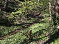 NL, Gelderland, Berg en Dal 1, Saxifraga-Peter Meininger