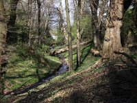 NL, Gelderland, Berg en Dal 2, Saxifraga-Peter Meininger