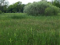 NL, Gelderland, Berg en Dal, De Bruuk 110, Saxifraga-Hans Boll