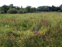 NL, Gelderland, Berg en Dal, De Bruuk 118, Saxifraga-Hans Boll