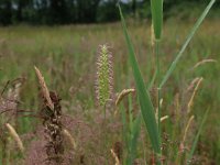 NL, Gelderland, Berg en Dal, De Bruuk 133, Saxifraga-Hans Boll