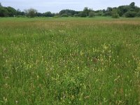 NL, Gelderland, Berg en Dal, De Bruuk 141, Saxifraga-Hans Boll