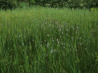 NL, Gelderland, Berg en Dal, De Bruuk 155, Saxifraga-Hans Boll