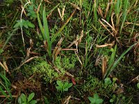 NL, Gelderland, Berg en Dal, De Bruuk 163, Saxifraga-Hans Boll