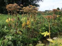 NL, Gelderland, Berg en Dal, De Bruuk 18, Saxifraga-Hans Boll