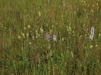 NL, Gelderland, Berg en Dal, De Bruuk 189, Saxifraga-Hans Boll